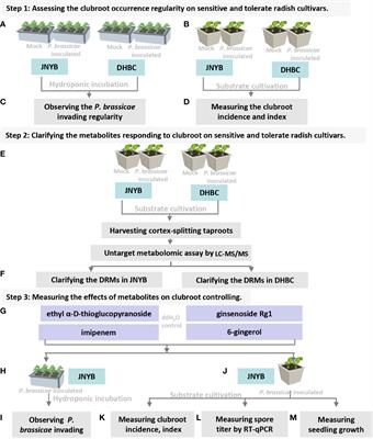 Metabonomic profiling of clubroot-susceptible and clubroot-resistant radish and the assessment of disease-resistant metabolites